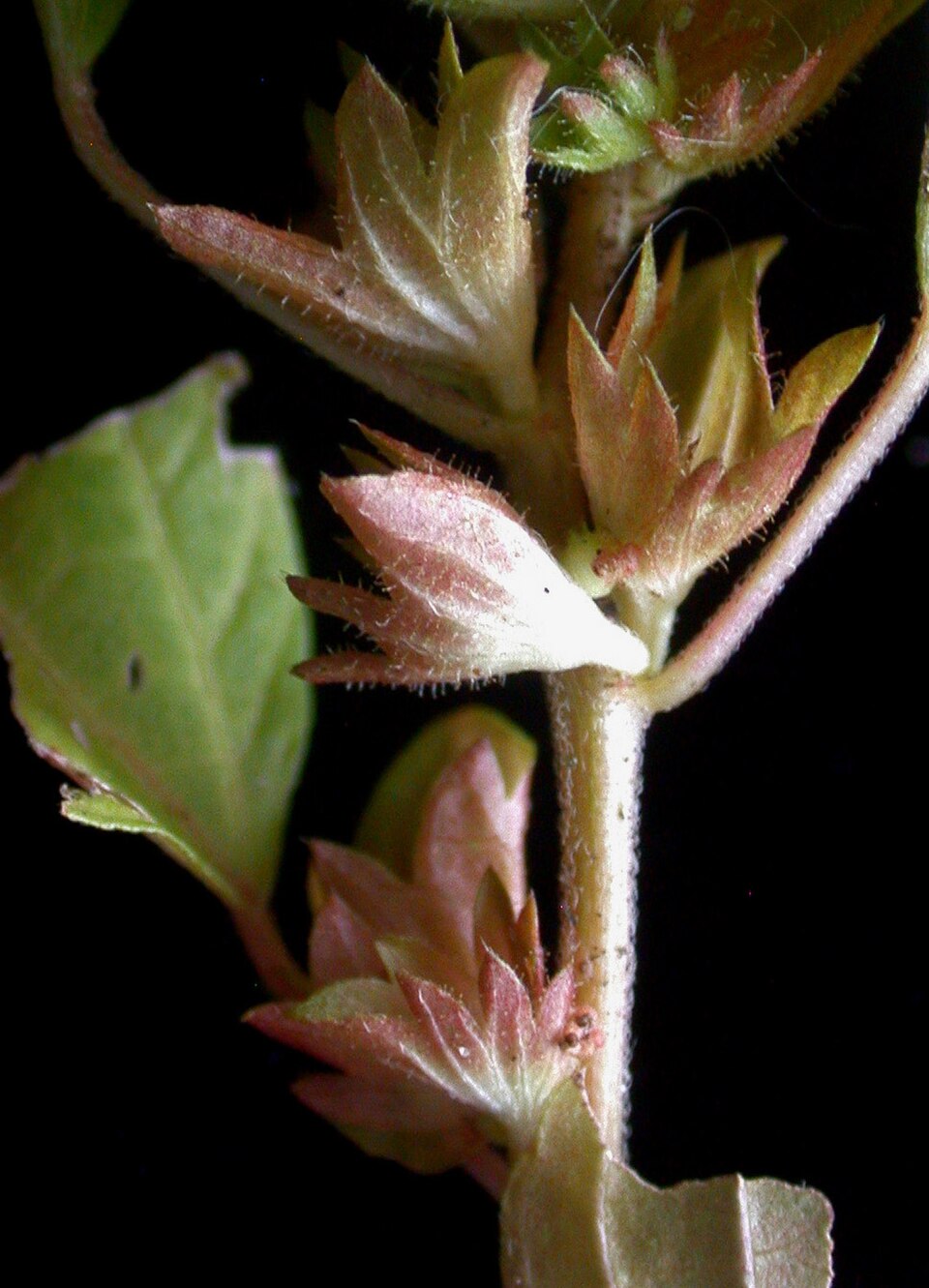 Acalypha rhomboidea (Common Three-seeded Mercury) (alternate view 7)