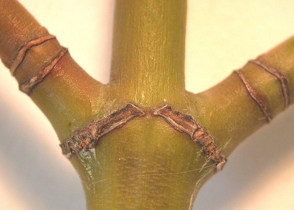 Acer pensylvanicum (striped maple)