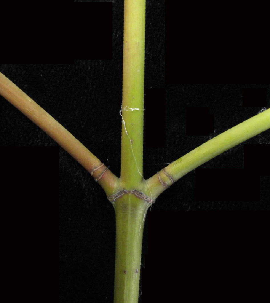 Acer pensylvanicum (striped maple)