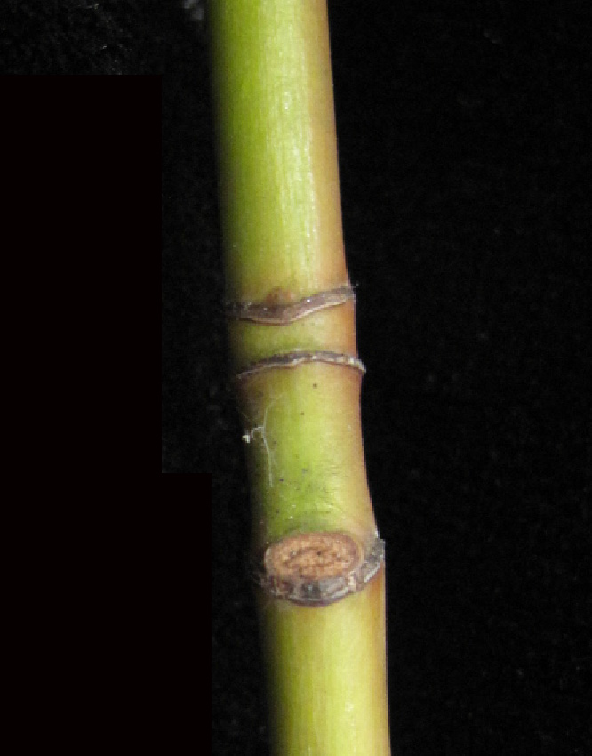 Acer pensylvanicum (striped maple)