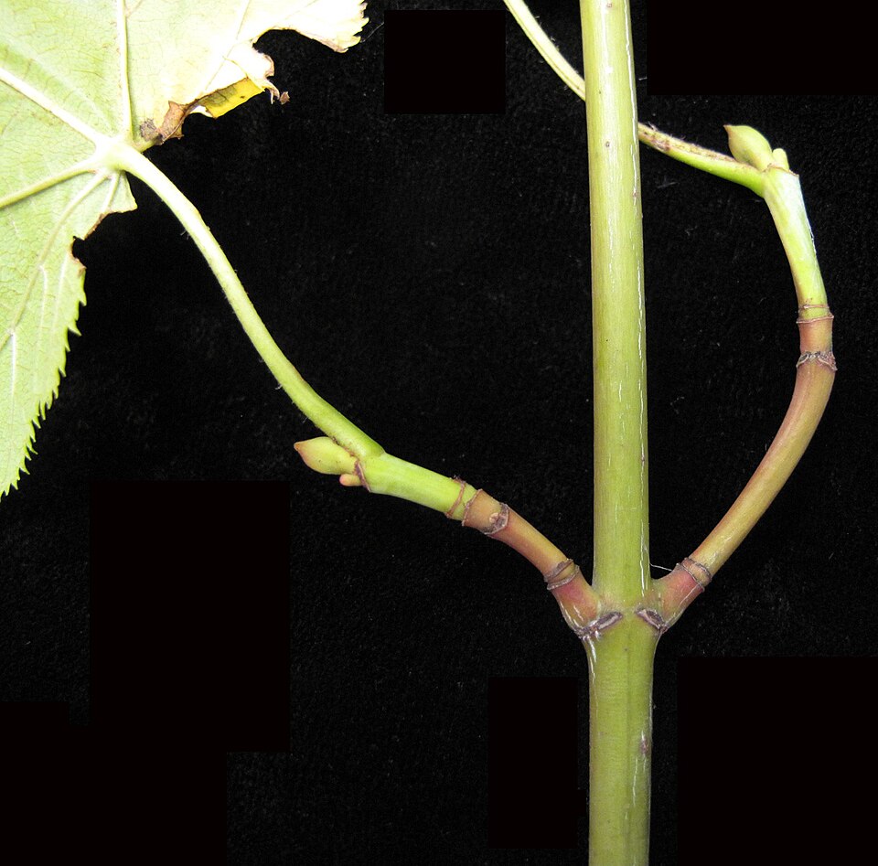 Acer pensylvanicum (striped maple)