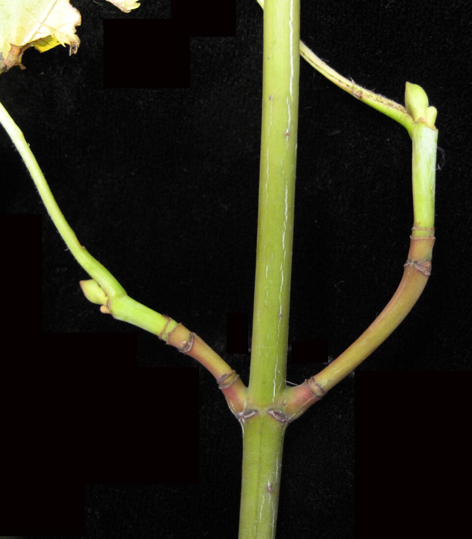 Acer pensylvanicum (striped maple)