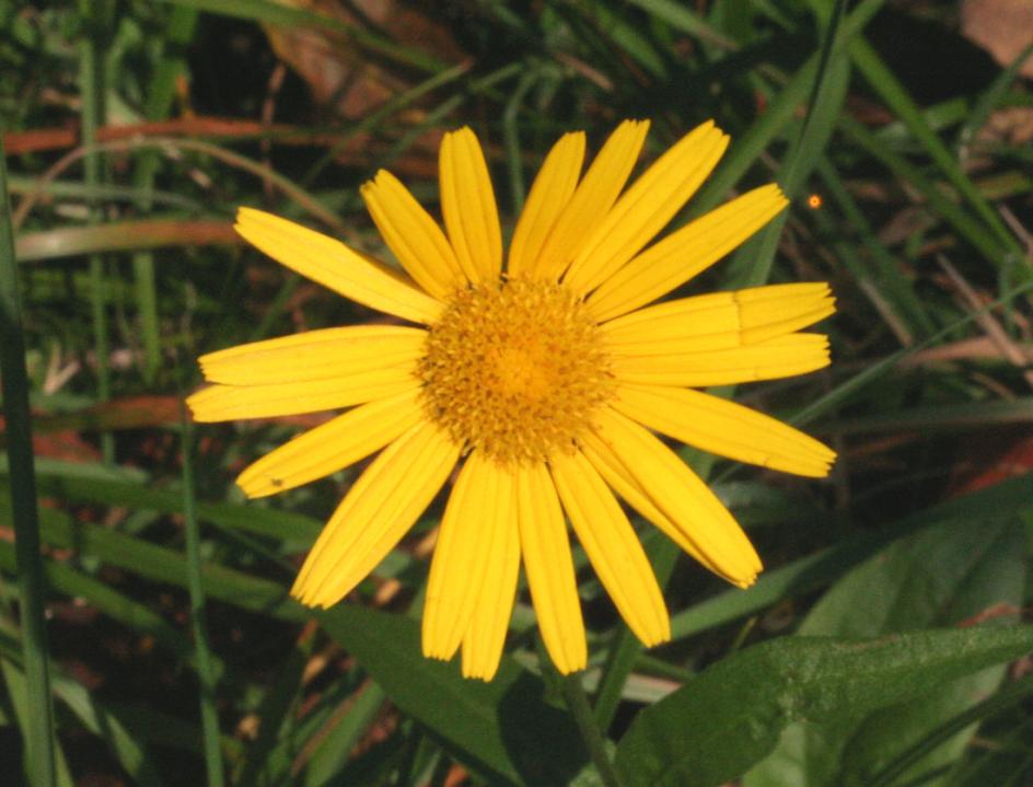 Buphthalmum salicifolium (Willowleaf Ox-eye) (alternate view 7)