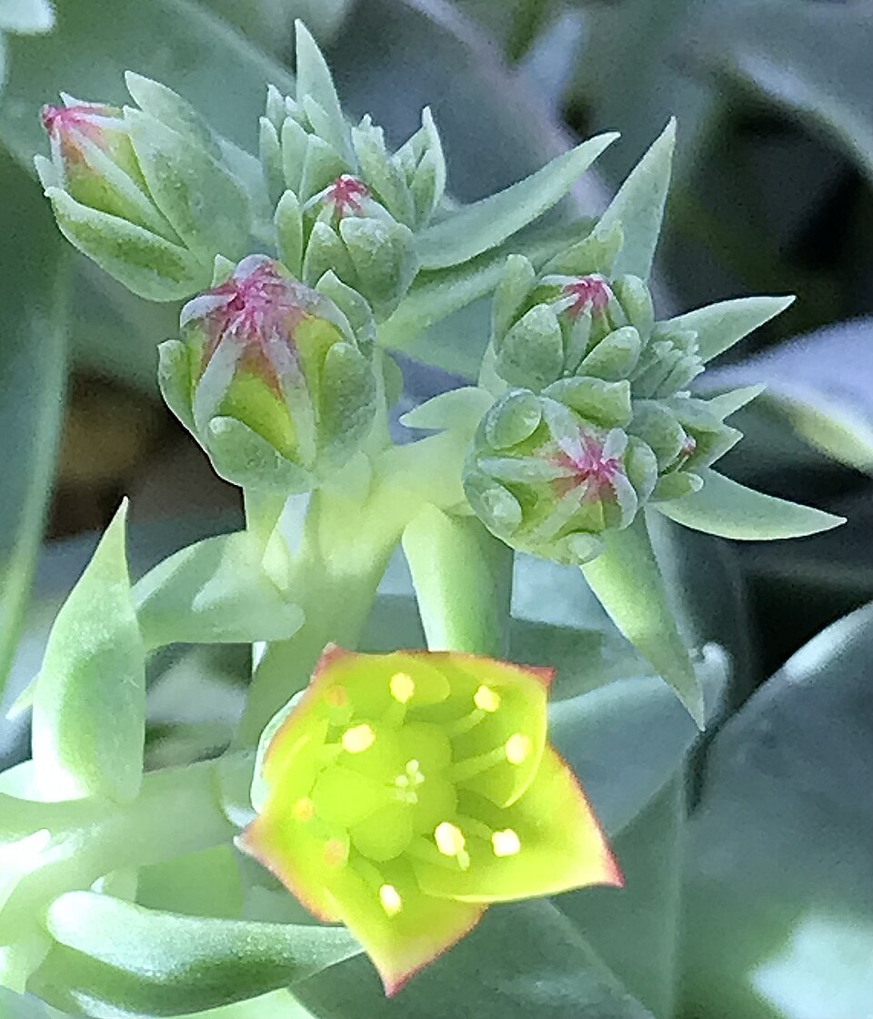 Dudleya (Liveforever)