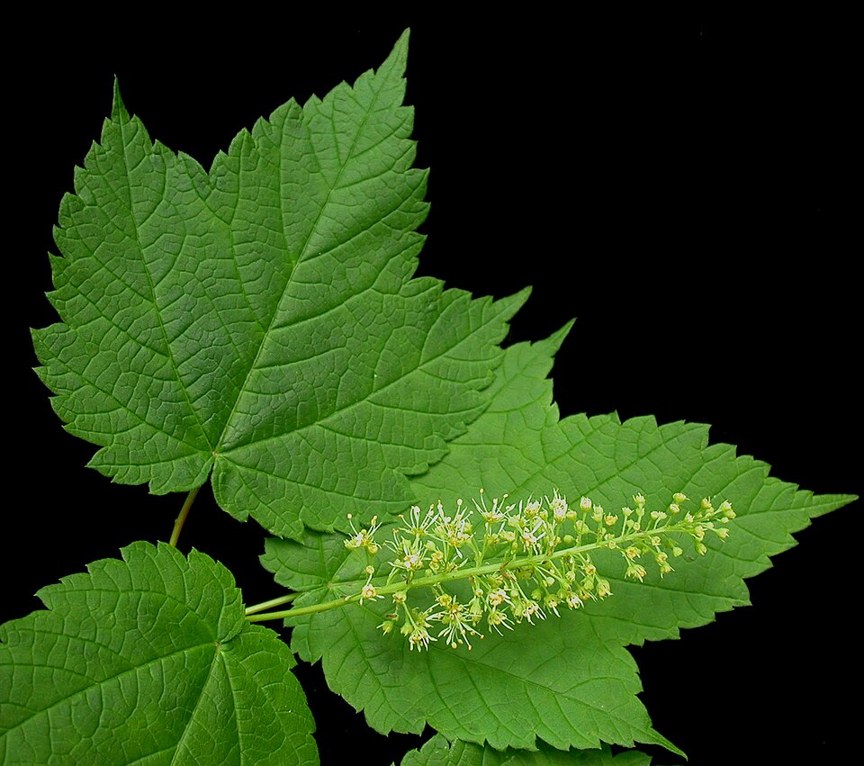 Acer spicatum (Mountain Maple) (alternate view 8)