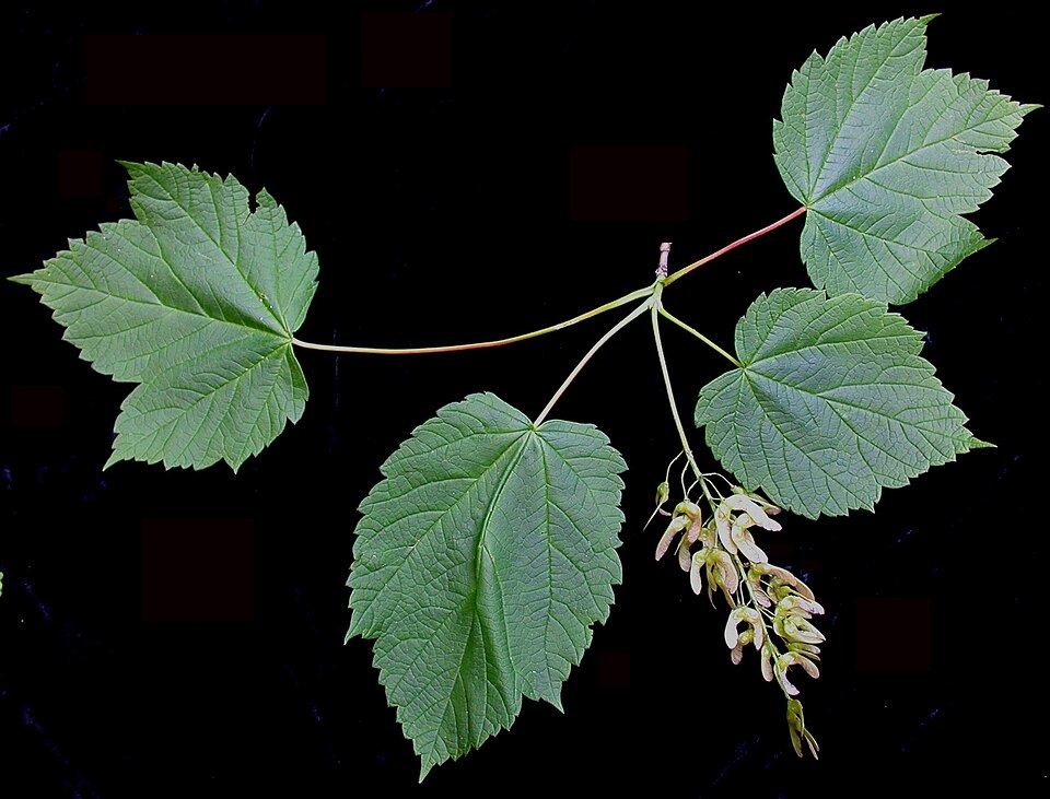 Acer spicatum (Mountain Maple) (alternate view 9)