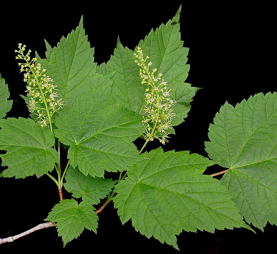 Acer spicatum (Mountain Maple) (alternate view 10)