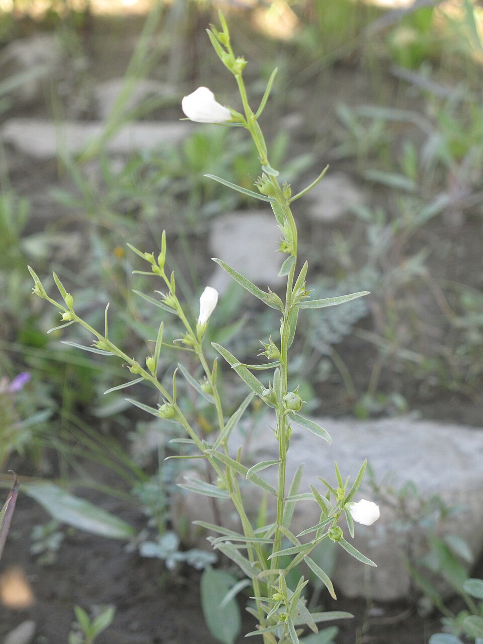 Agalinis purpurea (purple false foxglove) (alternate view 9)