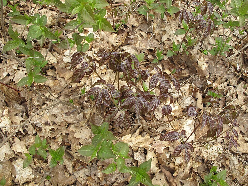Aralia nudicaulis (wild sarsaparilla)