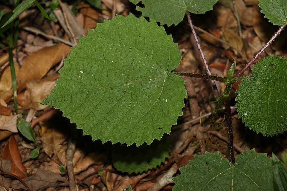 Dendrocnide excelsa (Giant Stinging Tree) (alternate view 7)