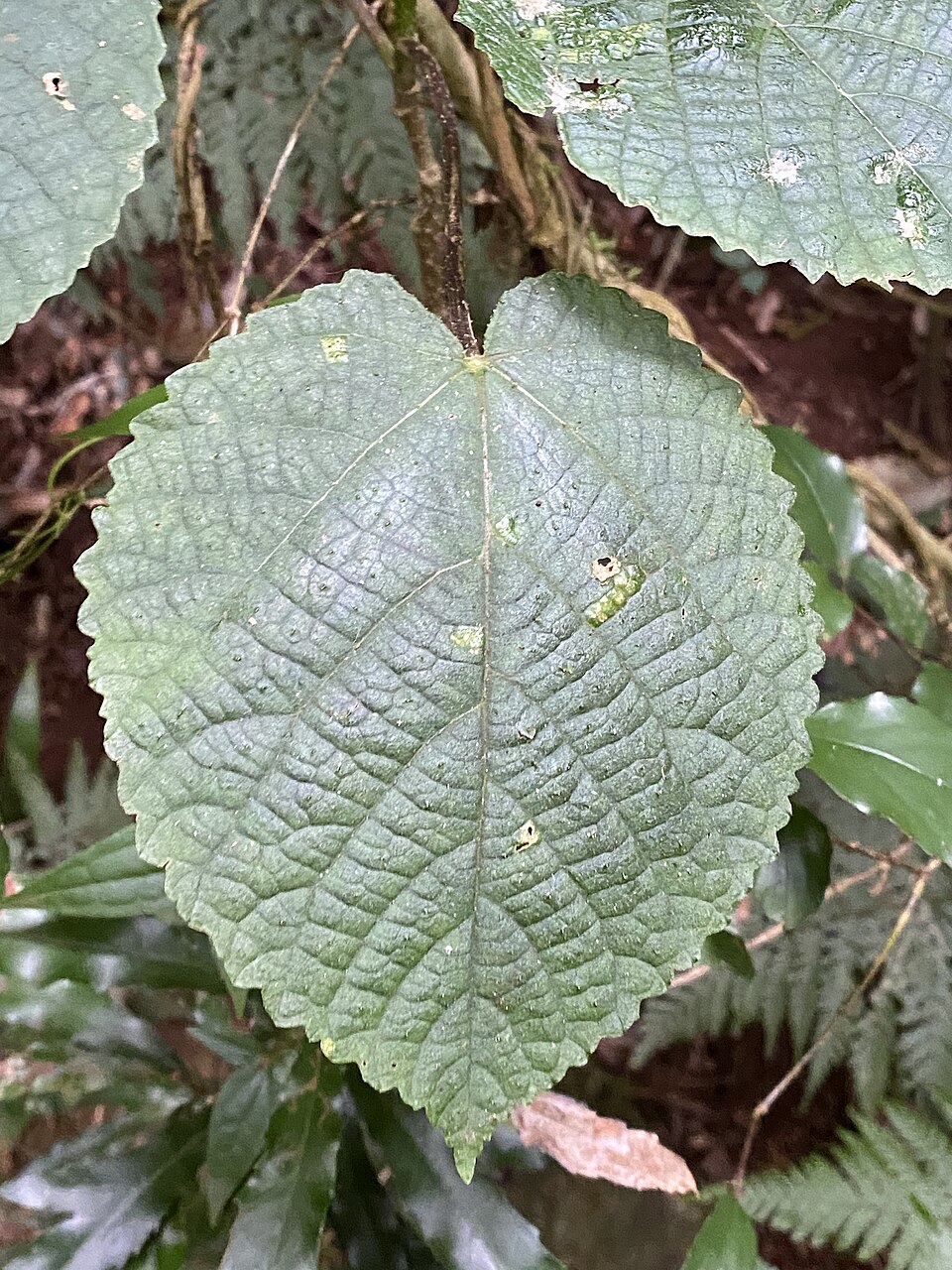 Dendrocnide excelsa (Giant Stinging Tree) (alternate view 8)