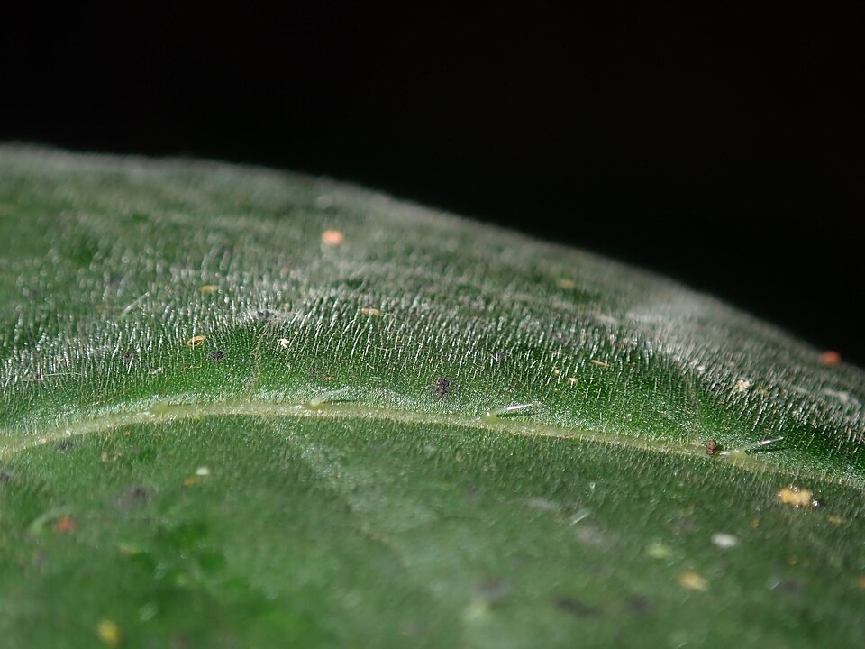 Dendrocnide excelsa (Giant Stinging Tree) (alternate view 9)