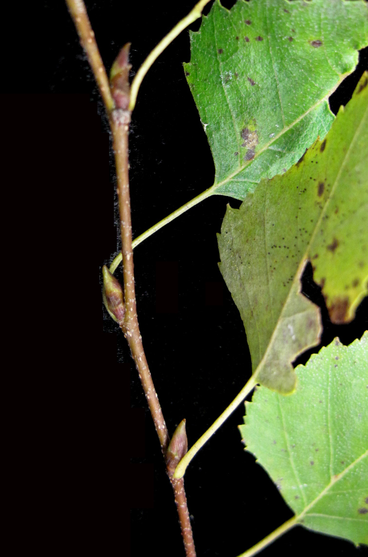 Betula populifolia (gray birch) (alternate view 10)