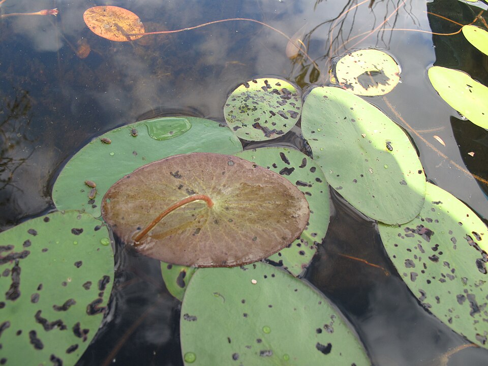 Brasenia schreberi (Watershield) (alternate view 9)