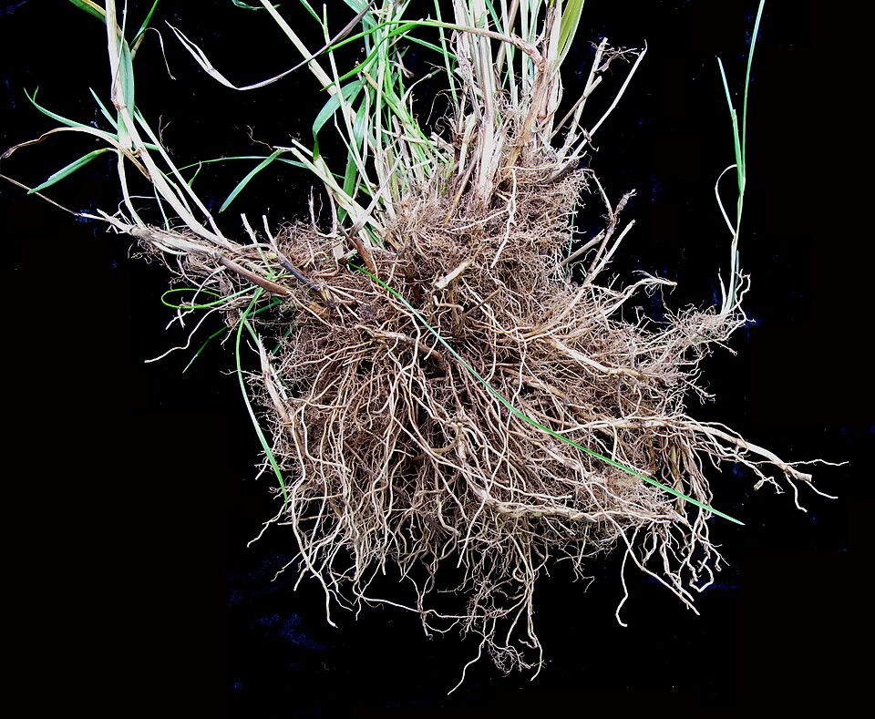 Calamagrostis canadensis (bluejoint) (alternate view 10)