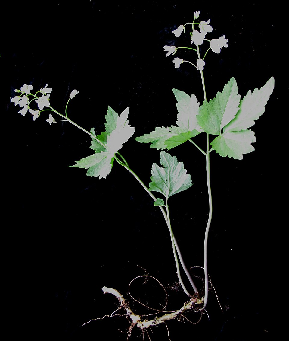 Cardamine diphylla (Two-leaved Toothwort) (alternate view 3)