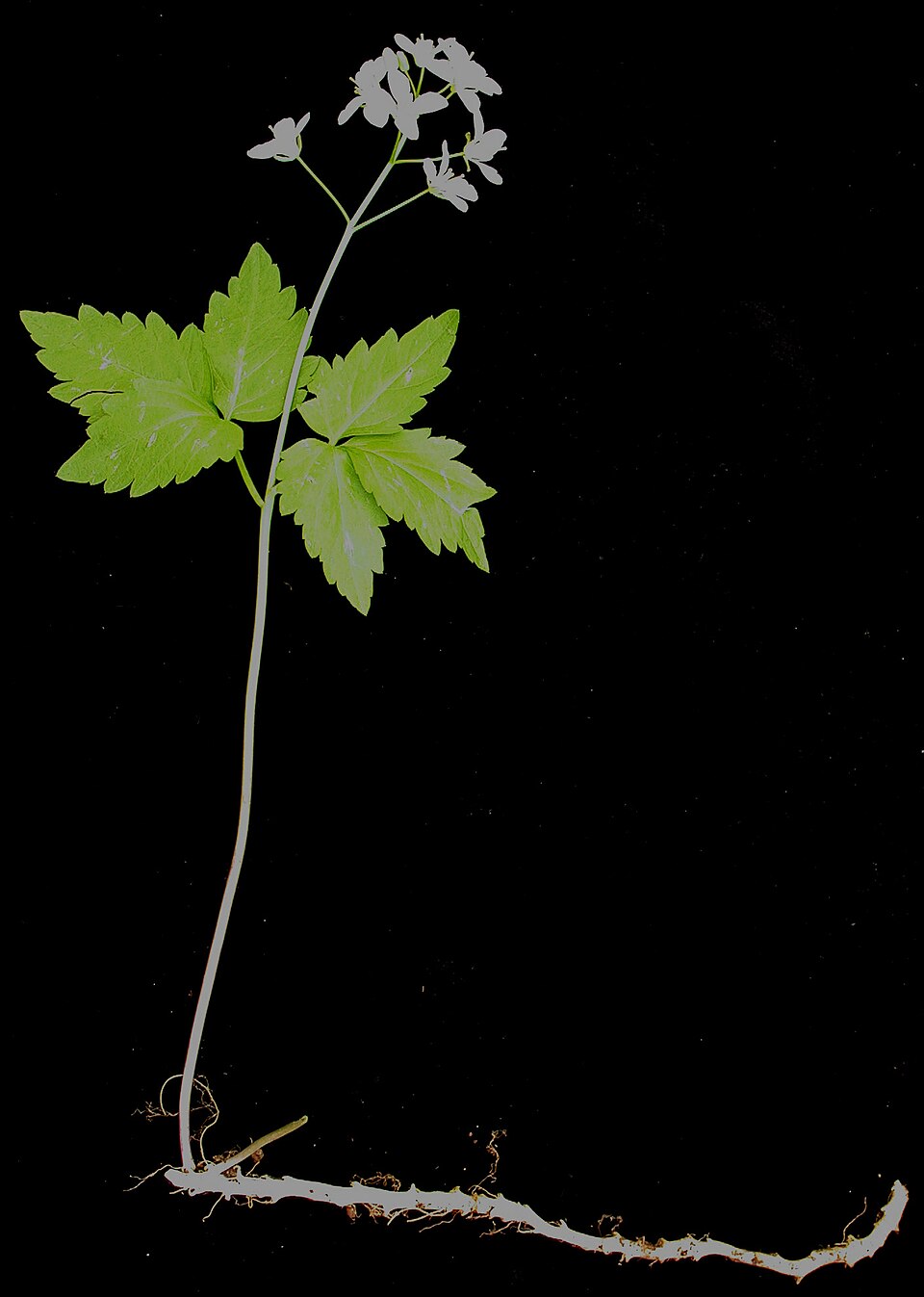 Cardamine diphylla (Two-leaved Toothwort) (alternate view 4)