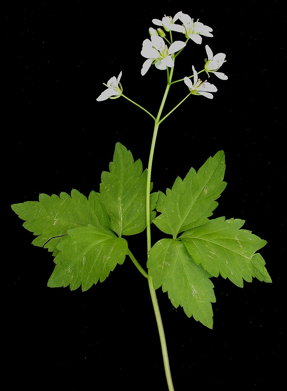Cardamine diphylla (Two-leaved Toothwort) (alternate view 5)