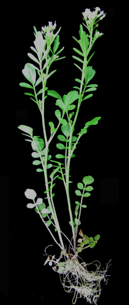 Cardamine pensylvanica (Pennsylvania Bittercress) (alternate view 9)