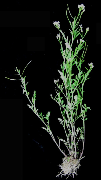 Cardamine pensylvanica (Pennsylvania Bittercress) (alternate view 10)