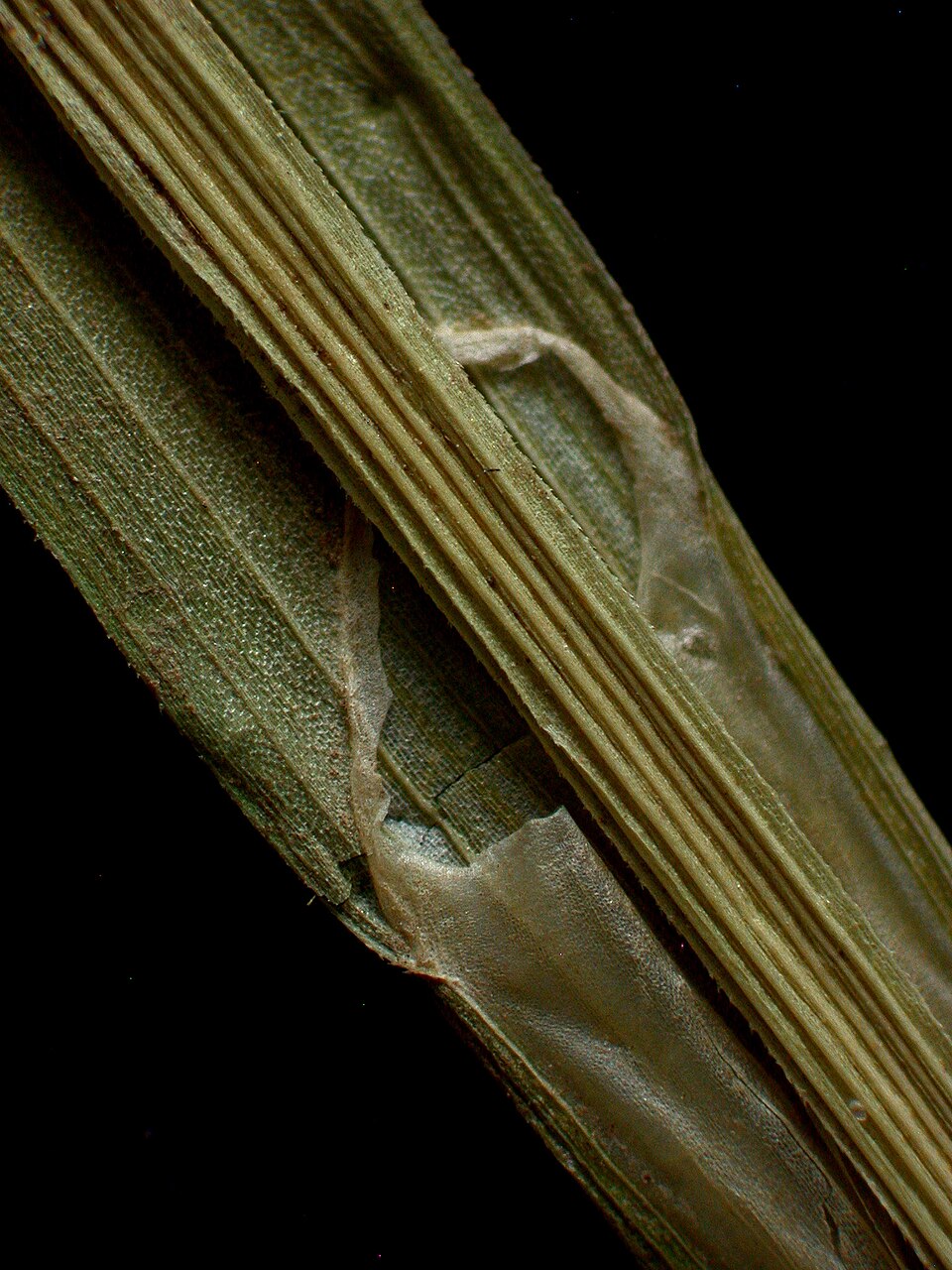 Carex blanda (eastern woodland sedge) (alternate view 8)