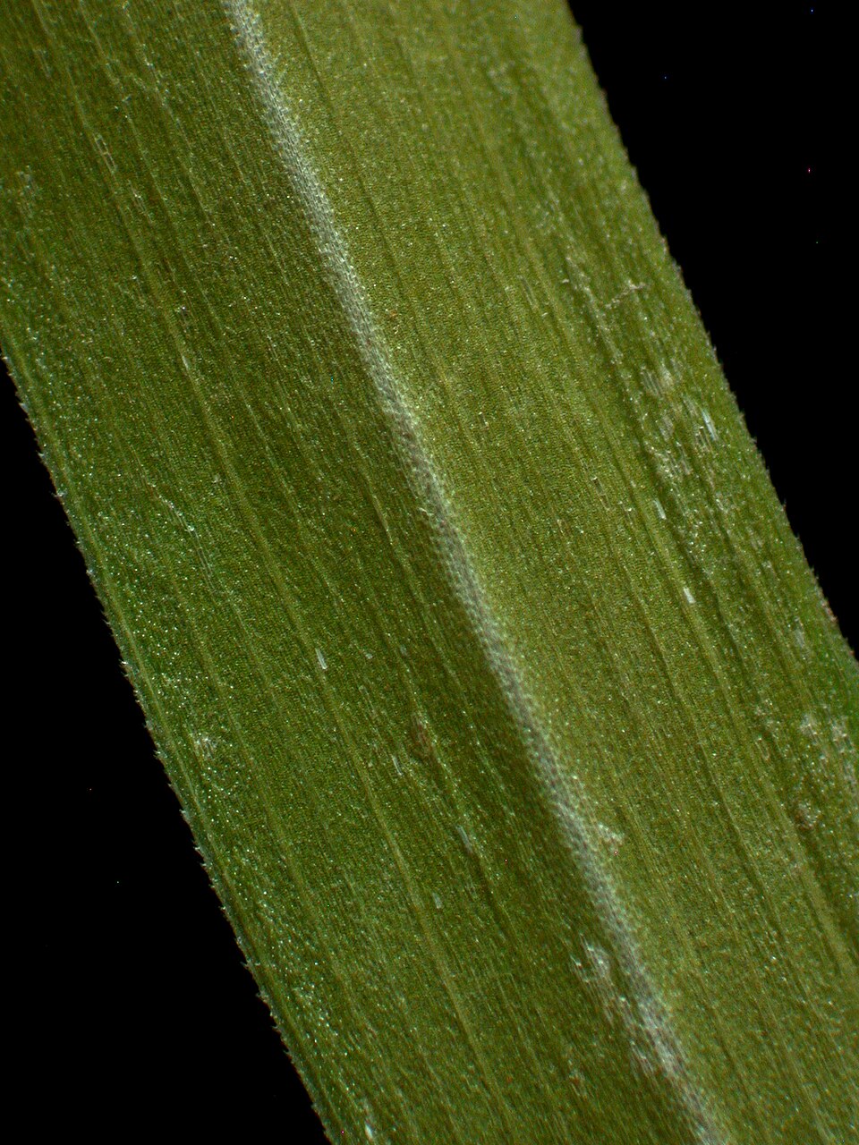 Carex blanda (eastern woodland sedge) (alternate view 9)