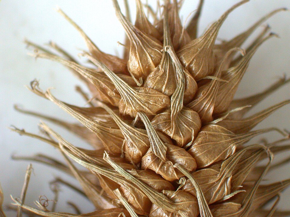 Carex lurida (sallow sedge) (alternate view 10)