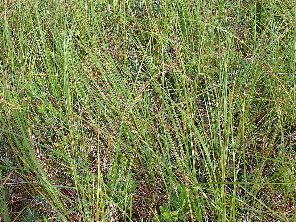 Carex stricta (Tussock Sedge) (alternate view 7)