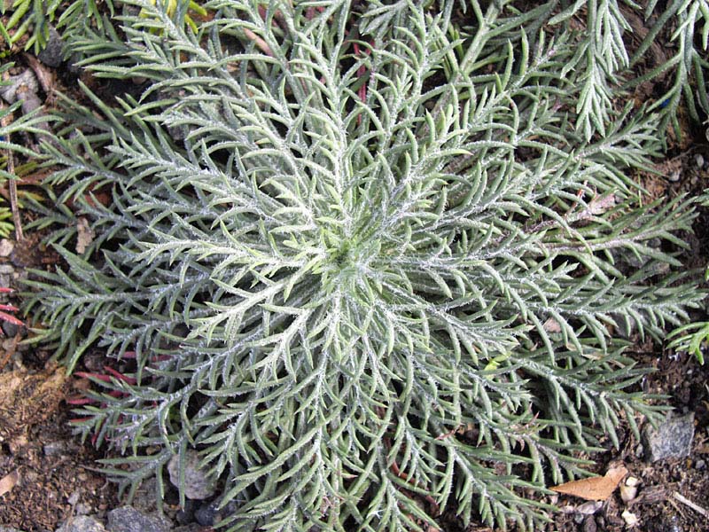 Ipomopsis aggregata (Scarlet Gilia) (alternate view 4)