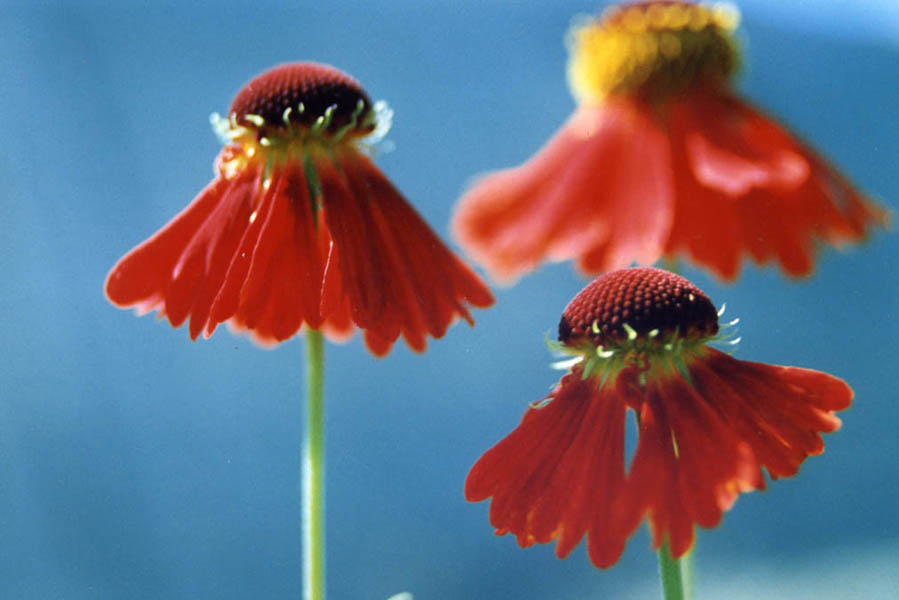 Helenium 'Moerheim Beauty' (Moerheim Beauty Sneezeweed) (alternate view 4)
