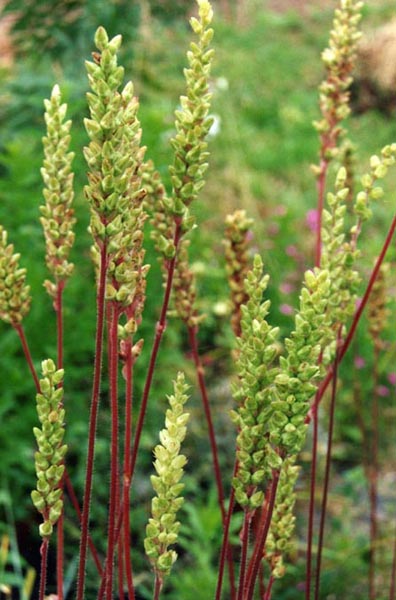 Heuchera chlorantha (Tall Alumroot) (alternate view 6)