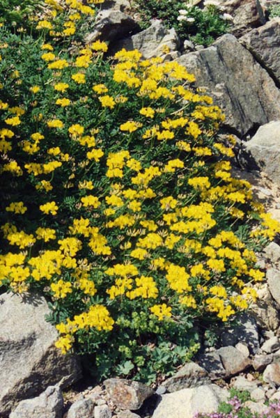 Hippocrepis comosa (horseshoe vetch)