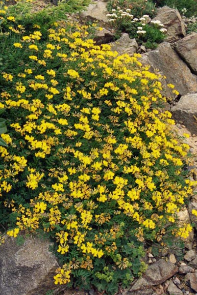 Hippocrepis comosa (horseshoe vetch)