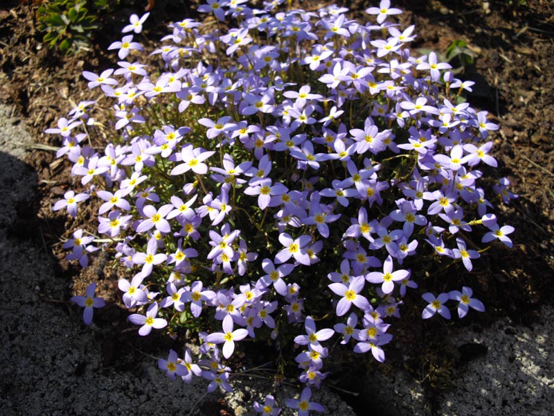Houstonia caerulea (azure bluet)