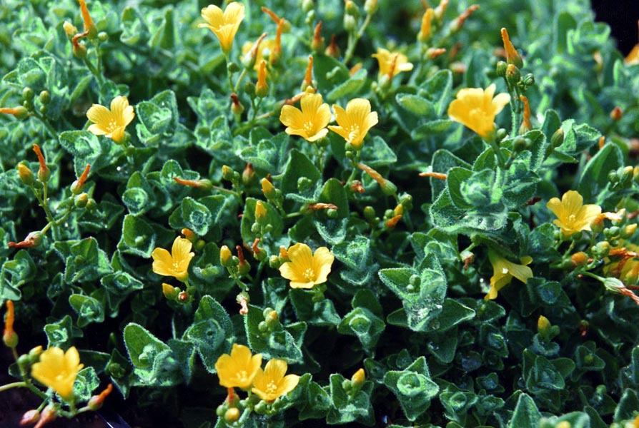 Hypericum elodes (Marsh St John's-wort)