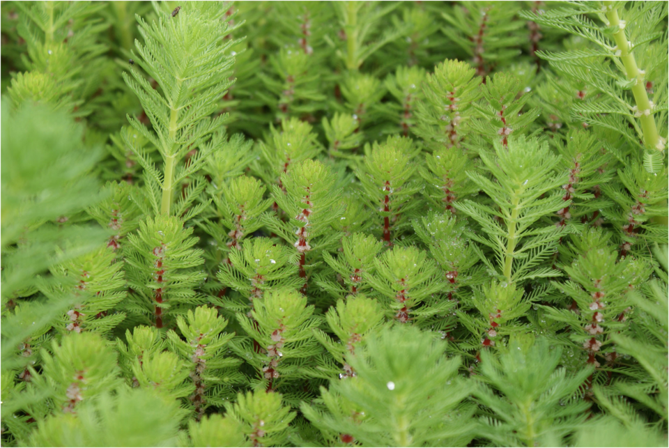 Myriophyllum (Milfoils)