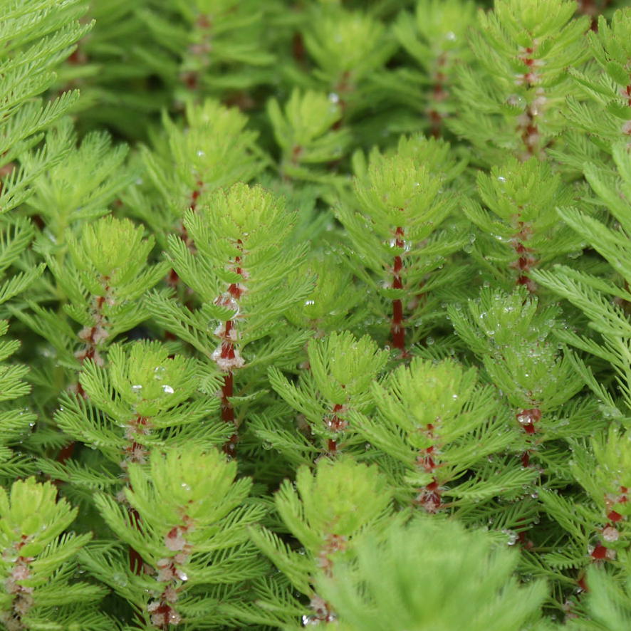 Myriophyllum (Milfoils) (alternate view 2)