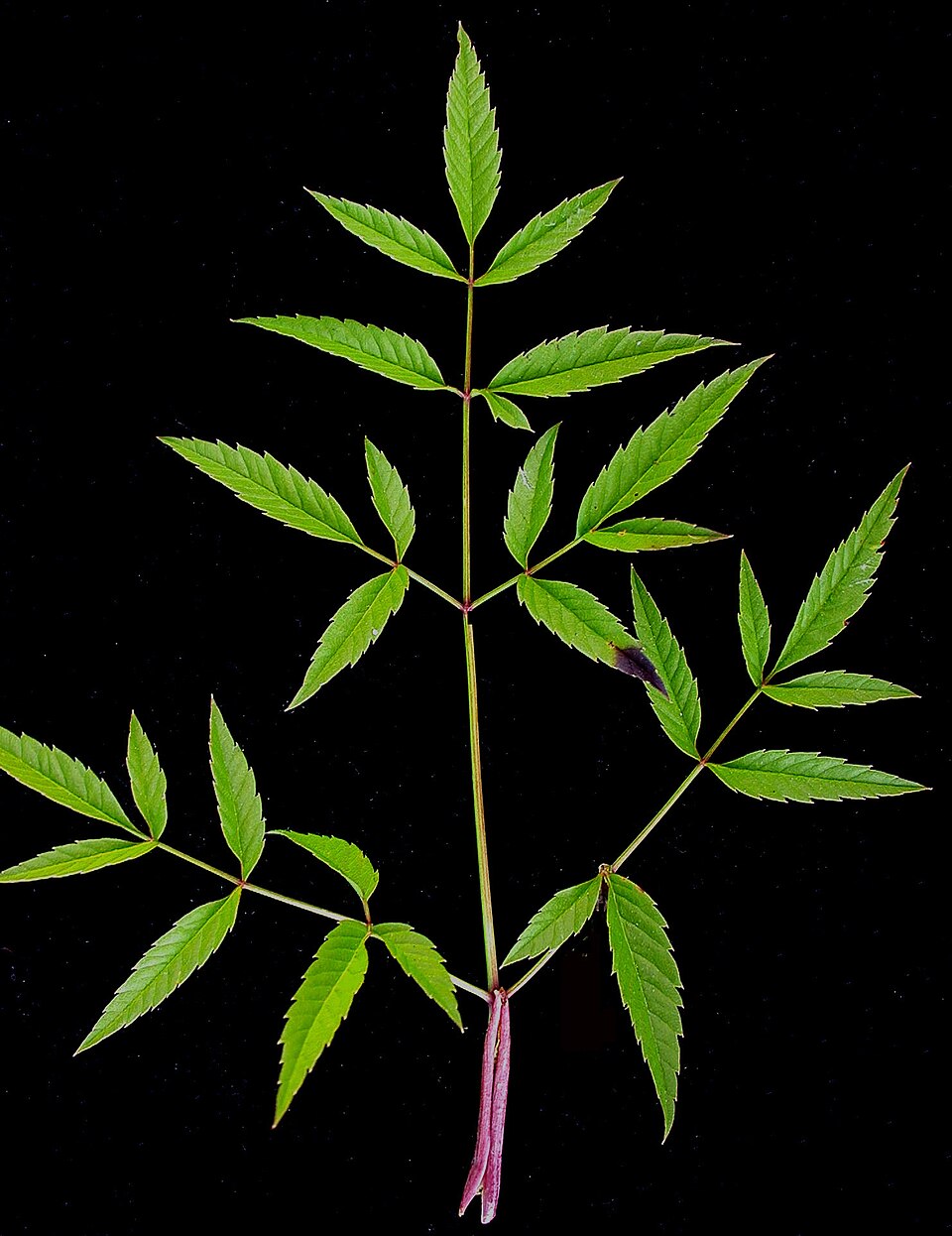 Cicuta maculata (water hemlock) (alternate view 5)