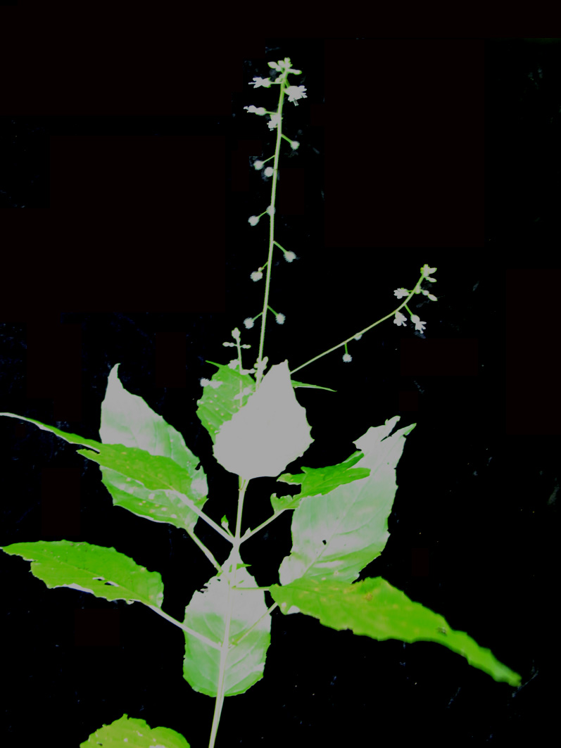 Circaea canadensis (broadleaf enchanter's nightshade)