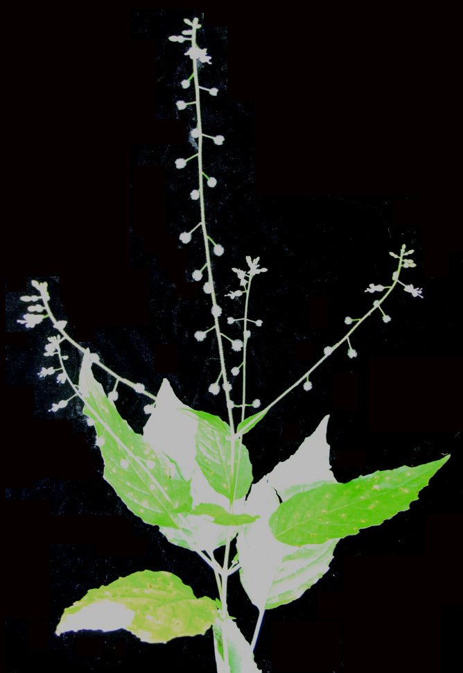 Circaea canadensis (broadleaf enchanter's nightshade)