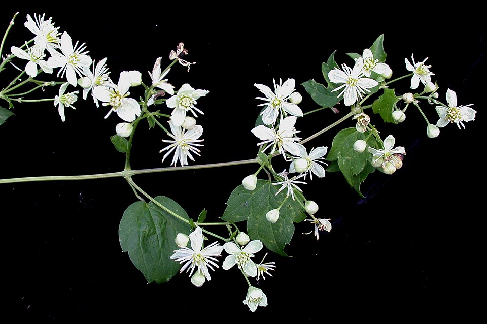 Clematis virginiana (virgin's-bower)