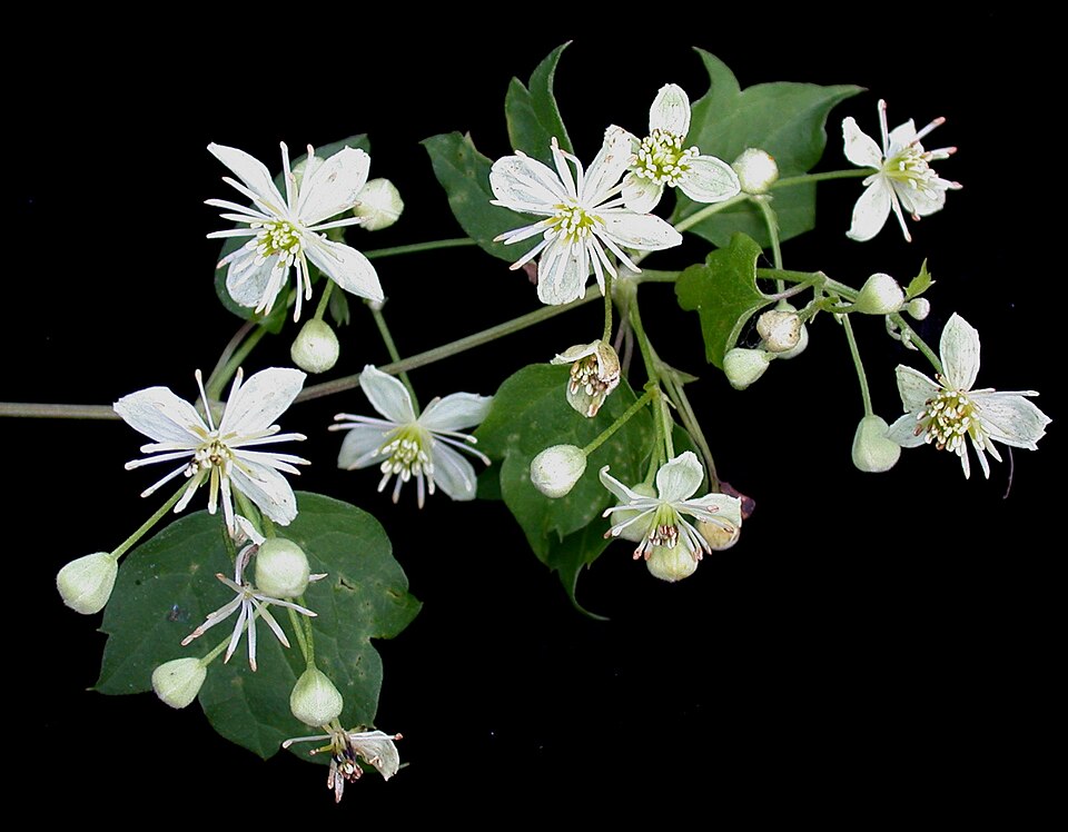 Clematis virginiana (virgin's-bower)