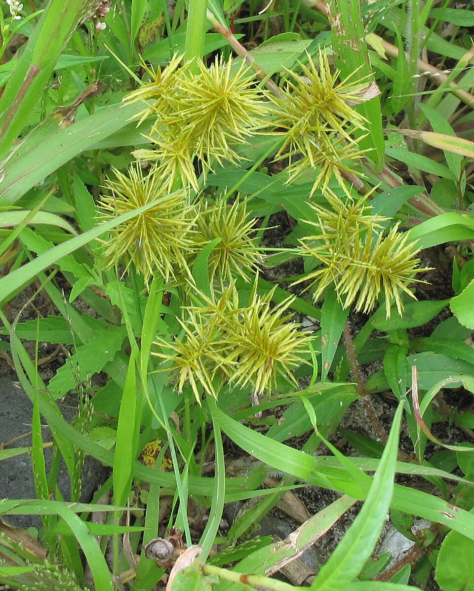 Cyperus strigosus (straw-colored flatsedge) (alternate view 8)