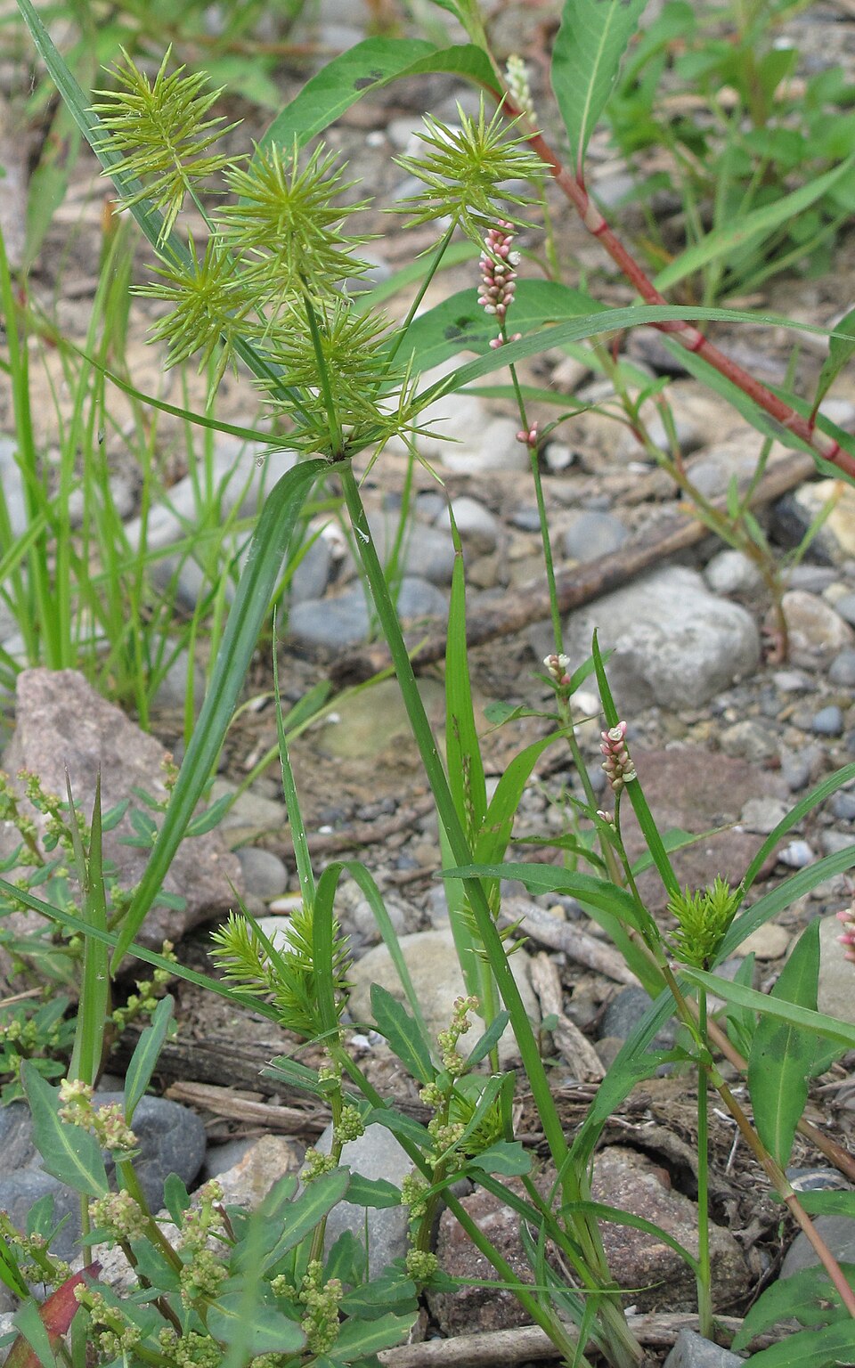 Cyperus strigosus (straw-colored flatsedge) (alternate view 9)