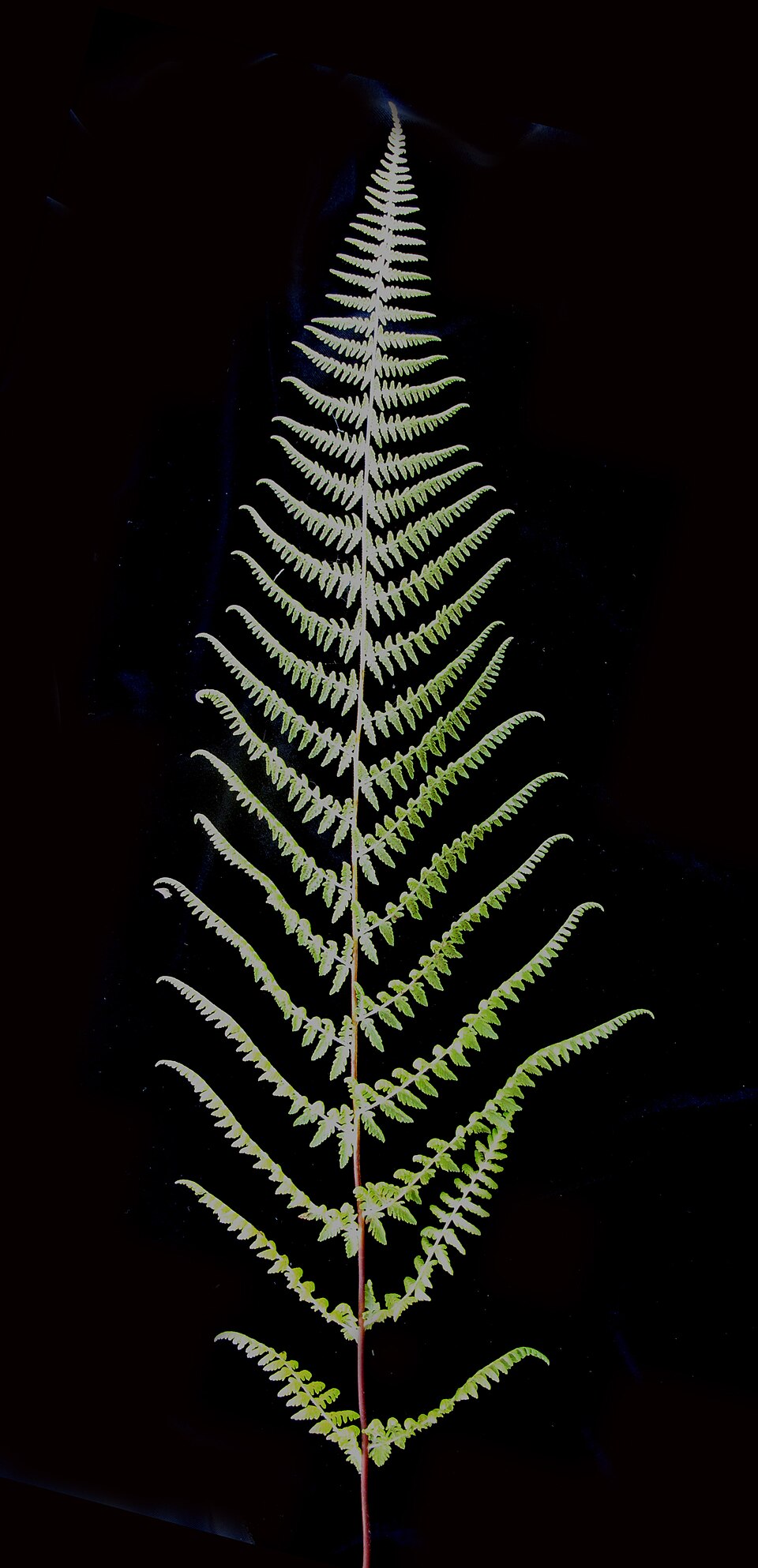 Dennstaedtia punctilobula (Hay-Scented Fern) (alternate view 10)