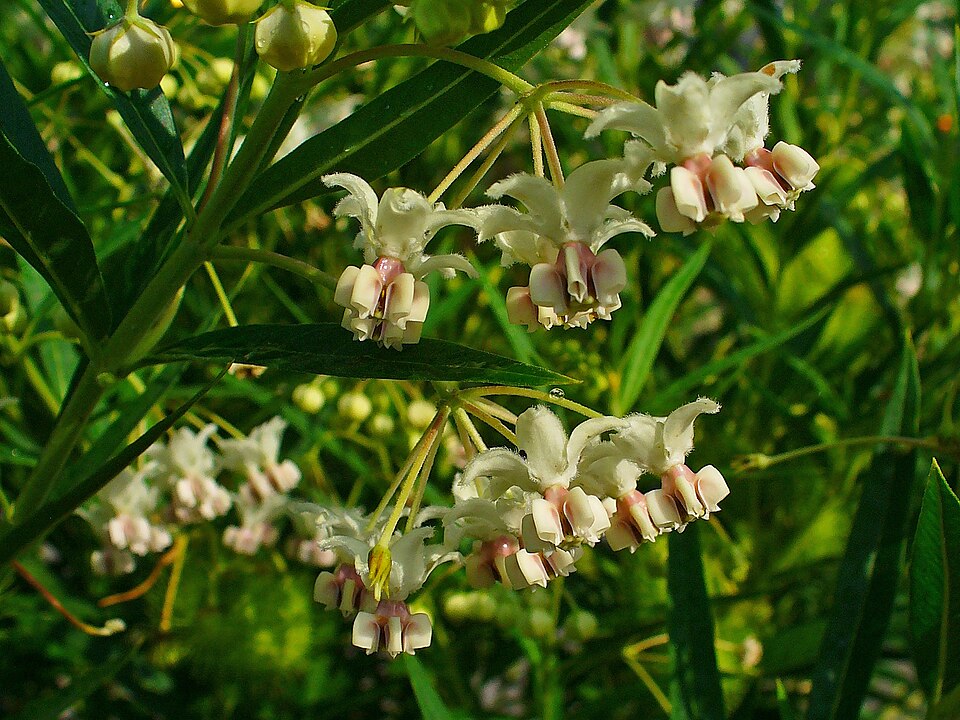 Gomphocarpus physocarpus (balloonplant) (alternate view 9)