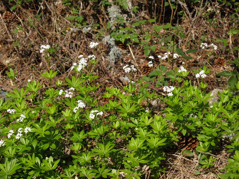 Galium odoratum (sweet woodruff) (alternate view 6)