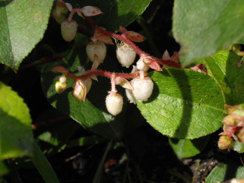 Gaultheria shallon (salal) (alternate view 10)