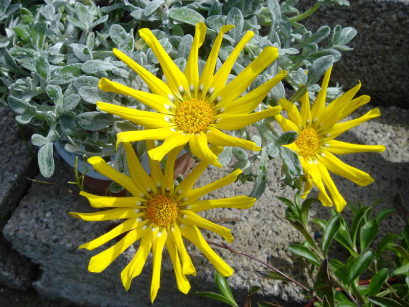 Gazania rigens, Treasure flower — spreading evergreen (Asteraceae) (image 5 of 9)