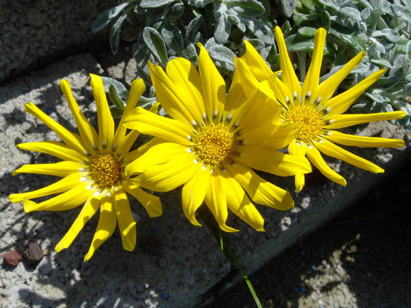 Gazania rigens, Treasure flower — spreading evergreen (Asteraceae) (image 6 of 9)